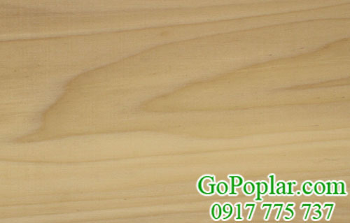 dát gỗ bạch dương mỹ (gỗ poplar usa)