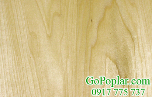gỗ bạch dương (gỗ poplar)