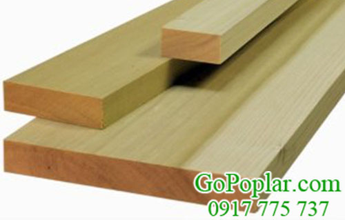 gỗ bạch dương (gỗ poplar) nhập khẩu