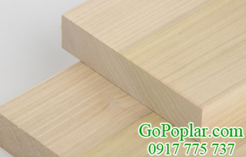 gỗ bạch dương (gỗ poplar) nhập khẩu có nhiều đặc điểm