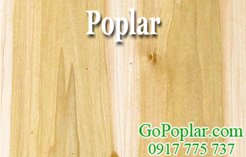 gỗ poplar (gỗ bạch dương) nhập khẩu