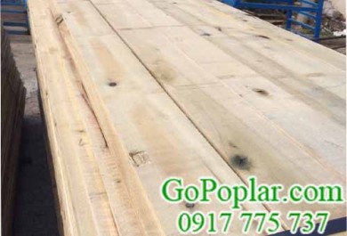 Giá gỗ Bạch Dương (gỗ Poplar) ở Phú Quốc báo bao nhiêu 1 mét khối?