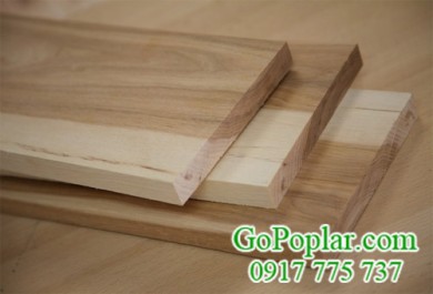 Giới thiệu về gỗ bạch dương (gỗ poplar) xẻ sấy