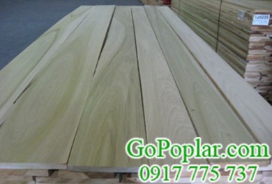 Nên chọn nhà cung cấp gỗ poplar như thế nào?