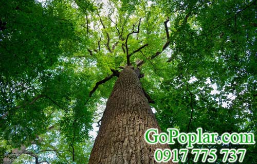 cây gỗ bạch dương (gỗ poplar)