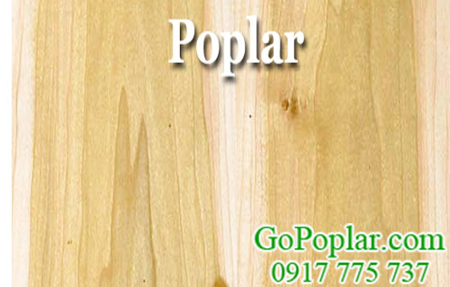 vân gỗ poplar