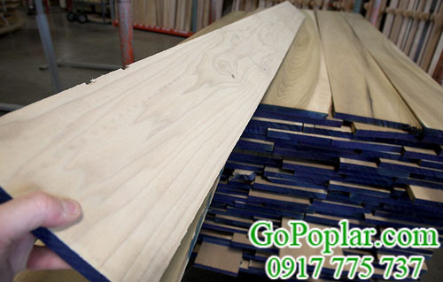 gỗ poplar nhập khẩu