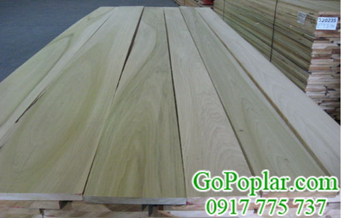 gỗ bạch dương (gỗ poplar) nguyên kiện