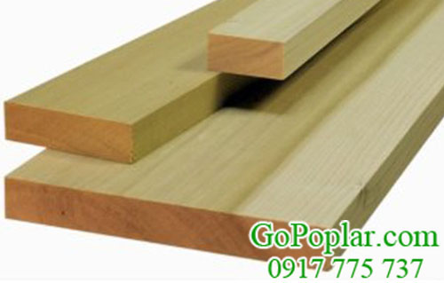 gỗ bạch dương (poplar) được nhiều người dùng