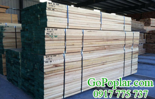 gỗ bạch dương (poplar) nhập nguyên kiện