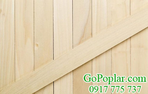 gỗ bạch dương (poplar) xẻ sấy