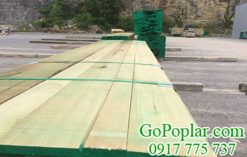 gỗ bạch dương vàng (gỗ poplar) nhập khẩu