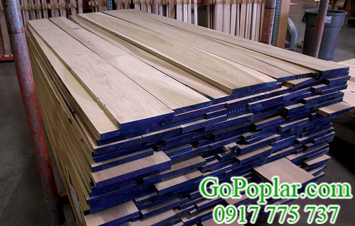 gỗ dương (gỗ poplar)