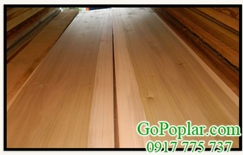 gỗ dương (poplar) xẻ sấy