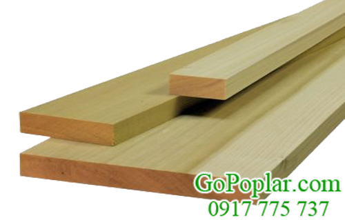 gỗ poplar nguyên liệu