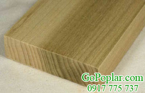 gỗ poplar (gỗ bạch dương)