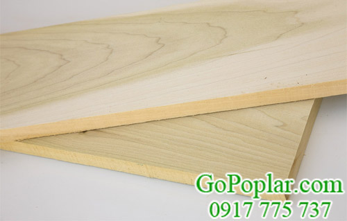 gỗ bạch dương (gỗ poplar) châu âu