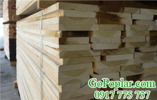 gỗ bạch dương (poplar) nhiều người dùng hiện nay 