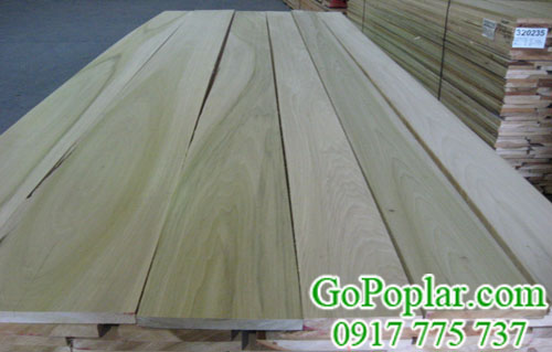 gỗ bạch dương (gỗ poplar) nguyên đai