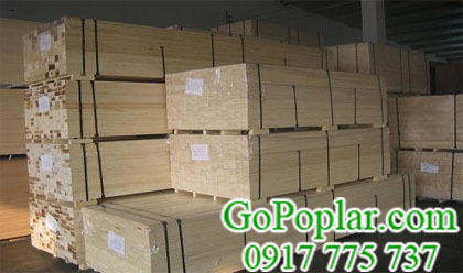 gỗ poplar xẻ sấy