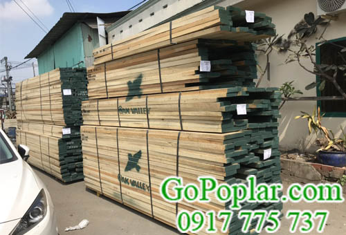 Gỗ Poplar (gỗ Dương) nguyên liệu