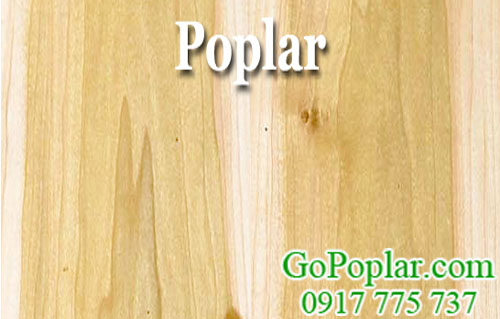 vân gỗ dương (gỗ poplar) nhập